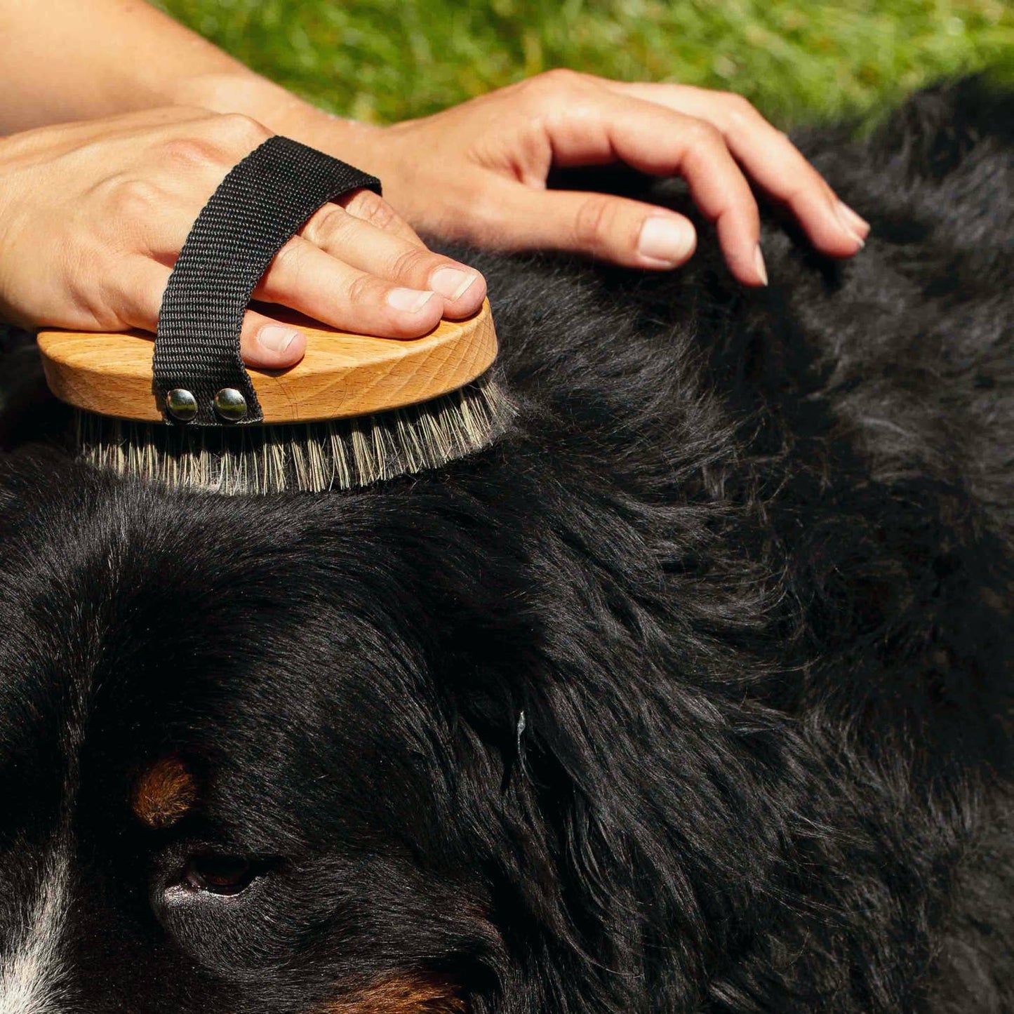 Dog Massage Brush