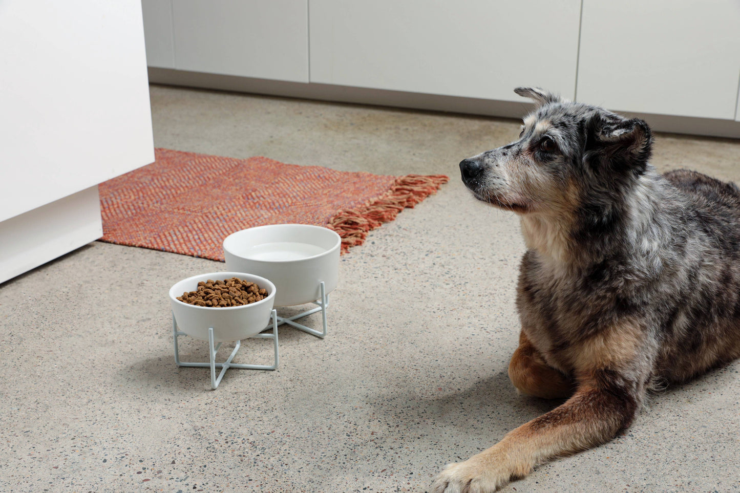 Simple Dog Bowl + Stand